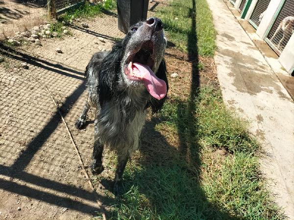 MIRKO, SPLENDIDO GIOVANE SETTER, CERCA FAMIGLIA Foto 2